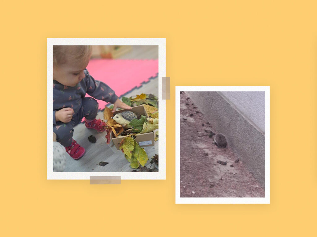 Sklop aktivnosti "Jež"