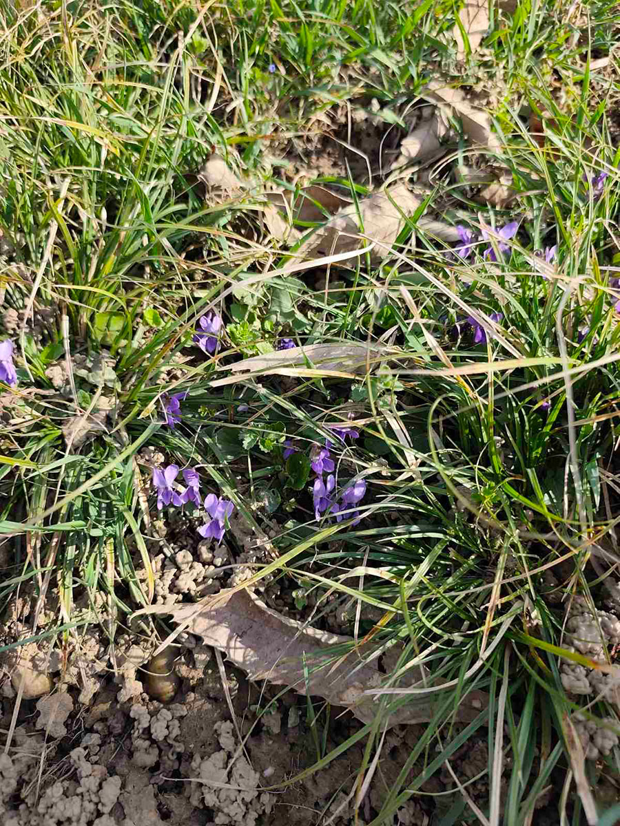 „Kamenčići“ u istraživanju promjena u prirodi