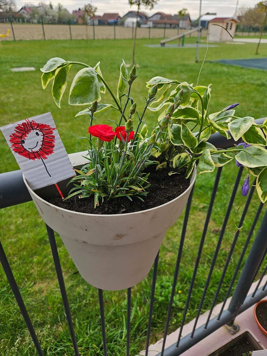 "Školjkice" imaju plan