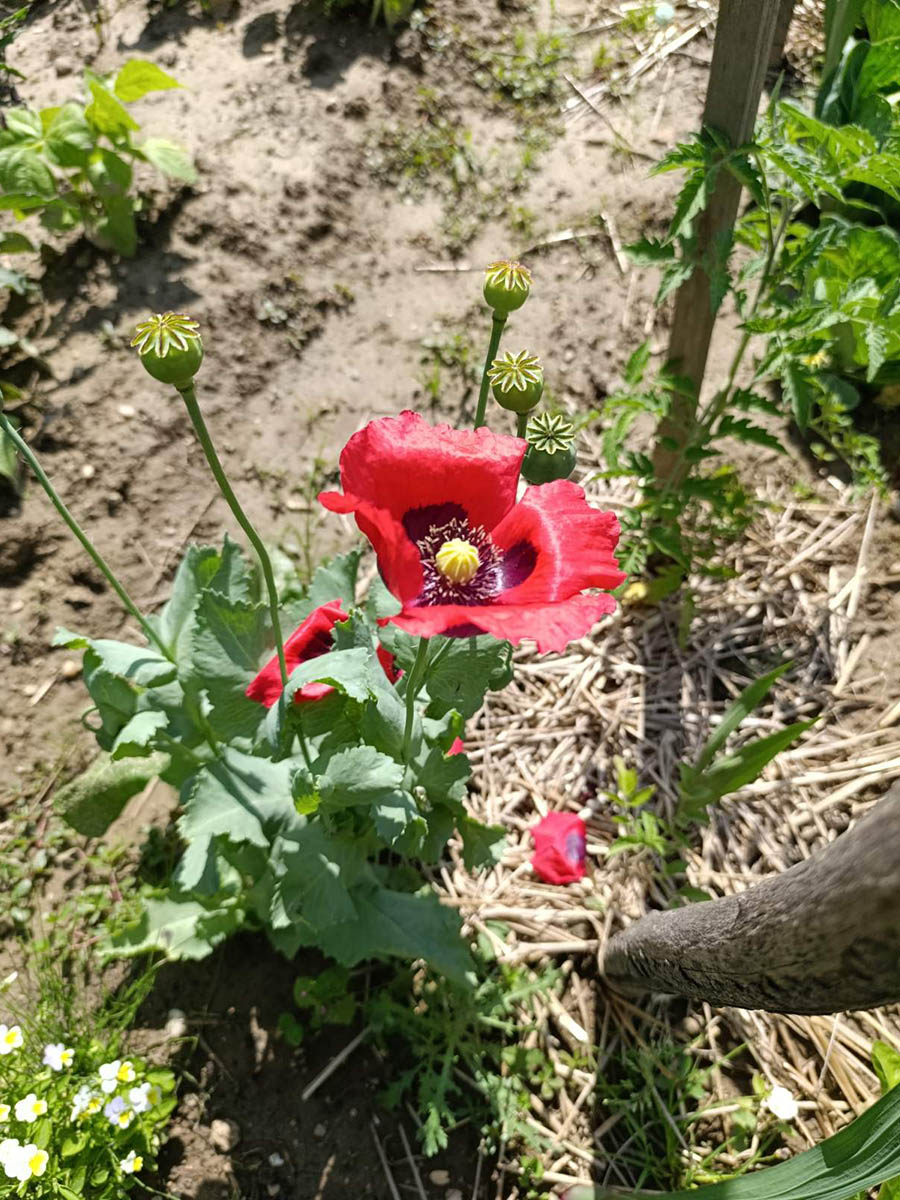 Suradnja s roditeljima i aktivnosti u prirodi